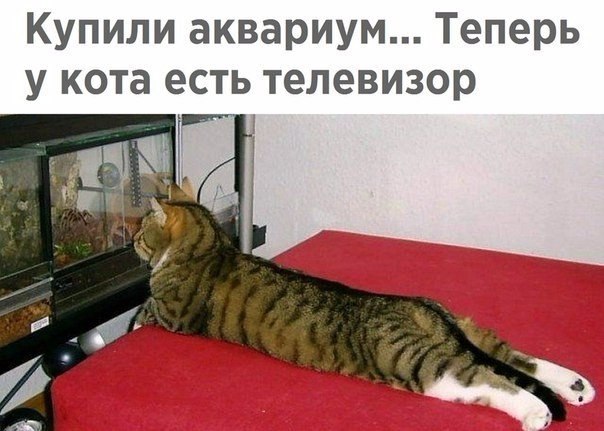 Телевизор для котэ