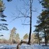 Деревянная прогулка))))))