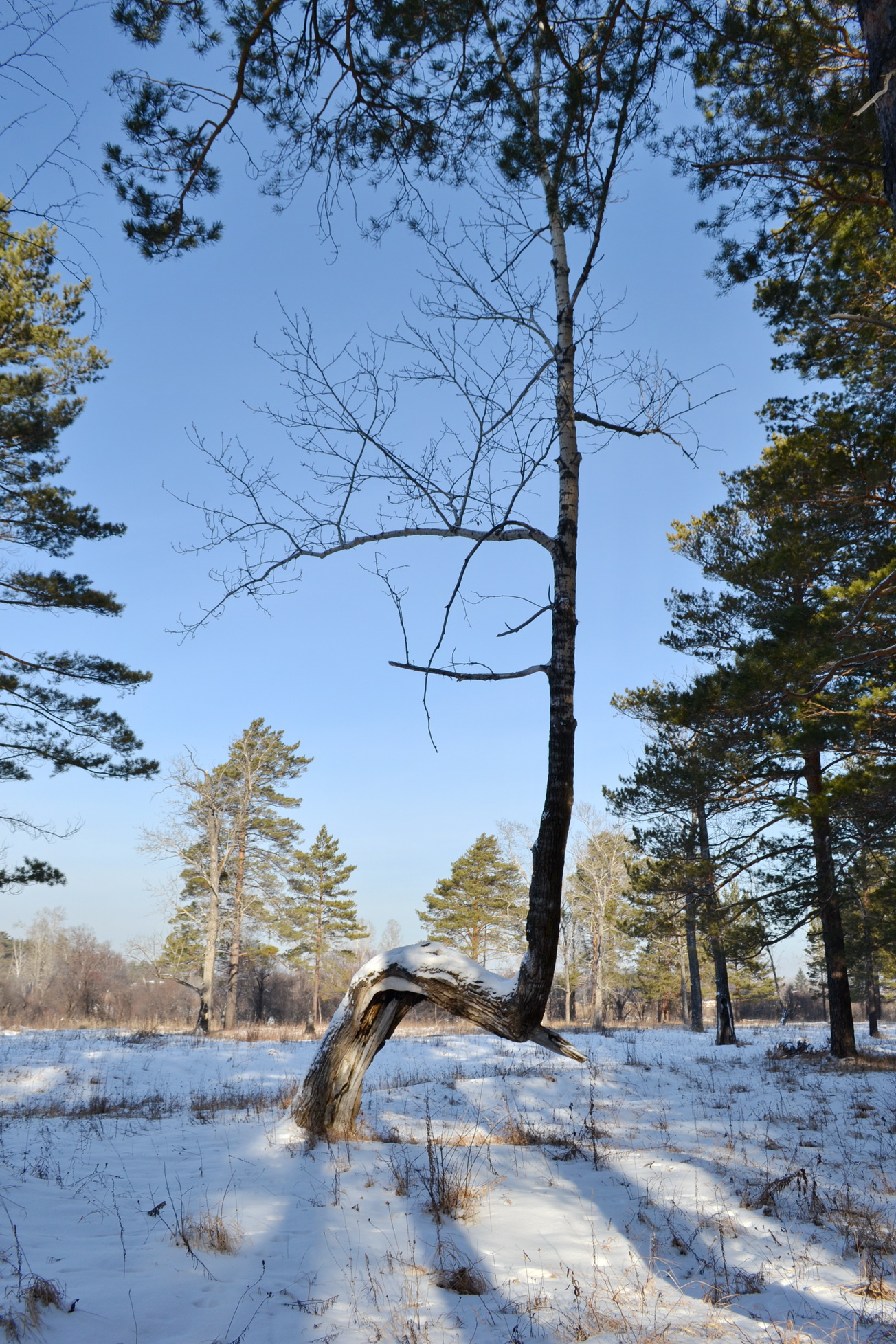 Деревянная прогулка))))))