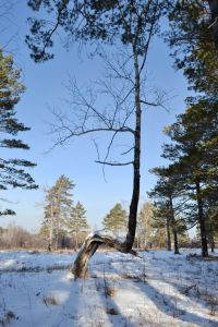 Деревянная прогулка))))))
