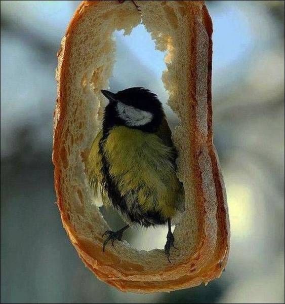  — Где обедал, воробей?