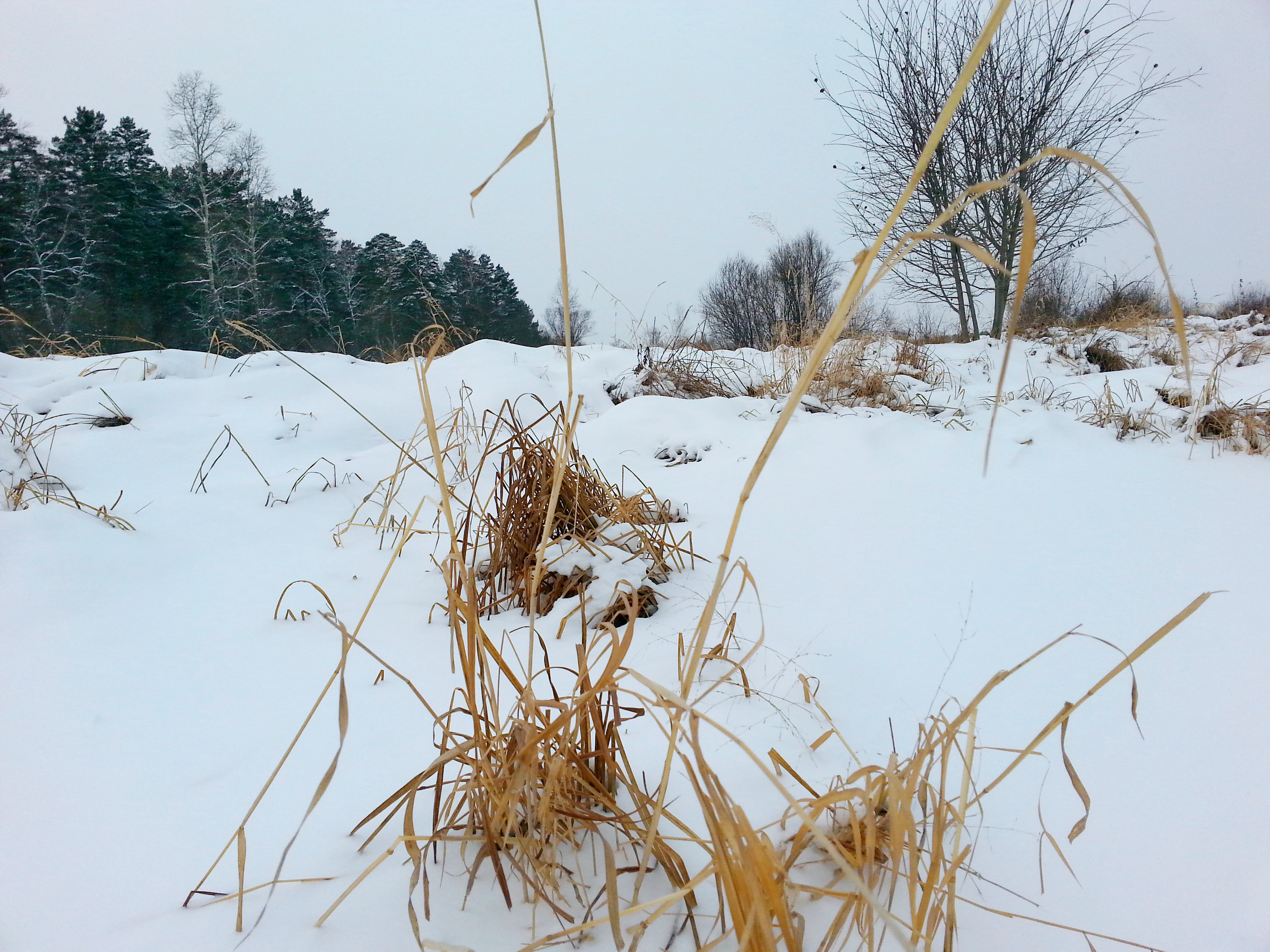 травамурава ... сухота)))))