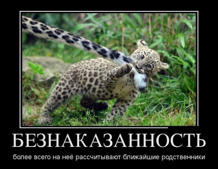 Безнаказанность