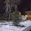 йолочка заместа чирёмухи))))))