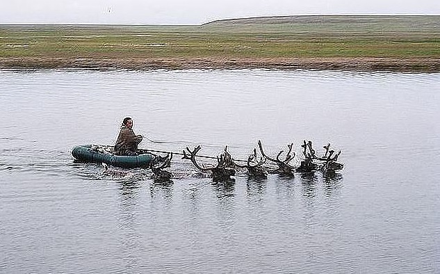 А...олени-лучше!