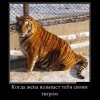 Тигр Тигр
