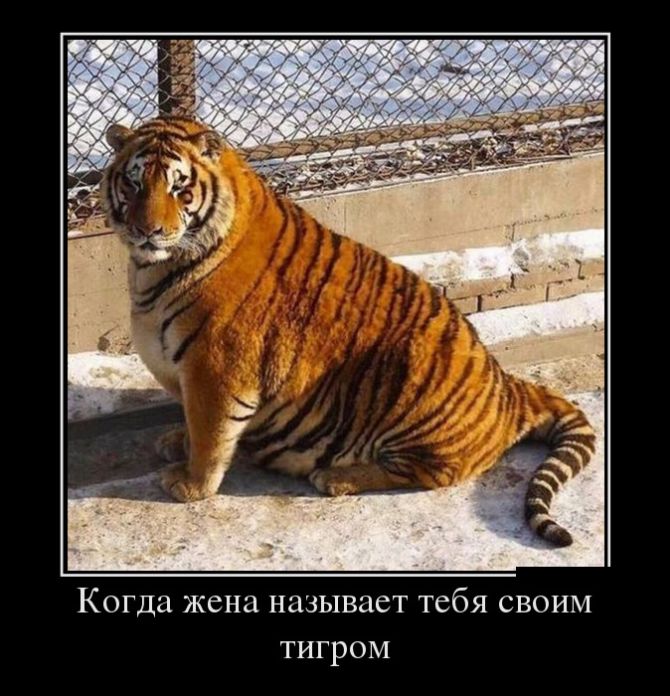 Тигр