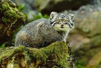 Манул: https://liveangarsk.ru/blog/strofa/20150205/koshki-nakhodyashchi