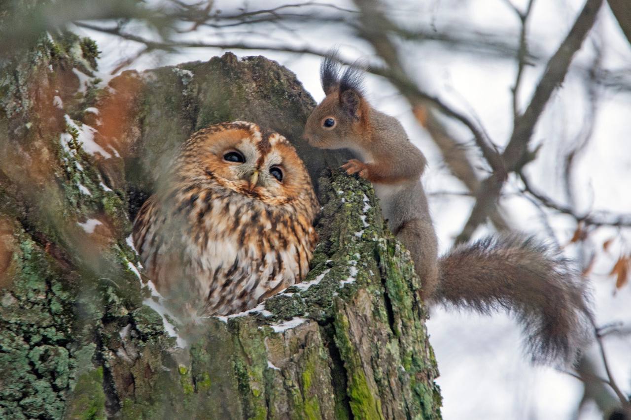 Кто ходит в гости по утрам…