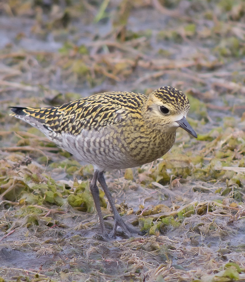 Ржанка бурокрылая