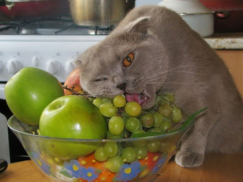 Нямка ..
