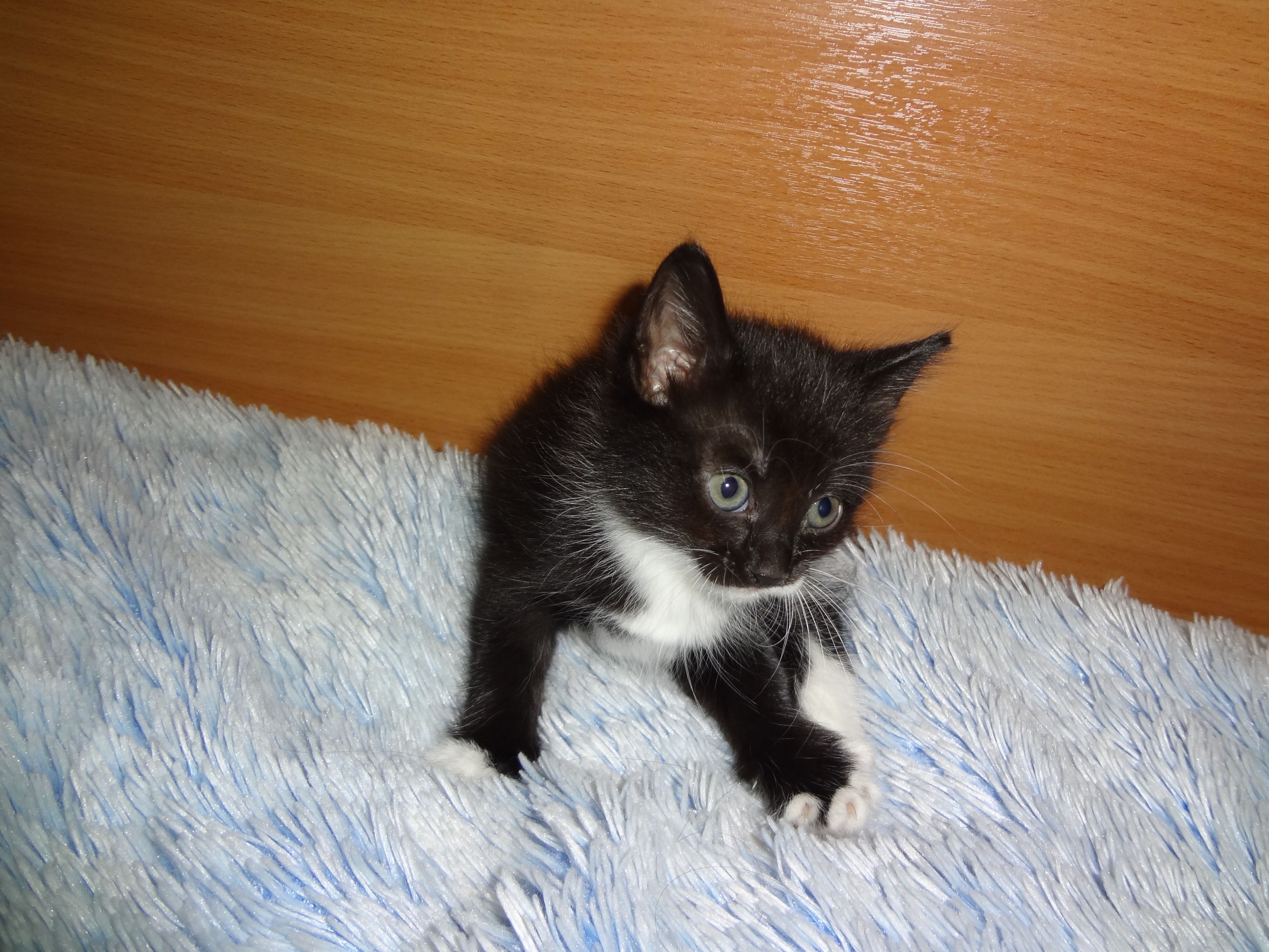 Красотка Мэри