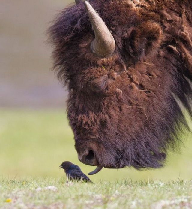 Нежный таварисч))))))