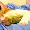 Котэ и попка Котэ и попка