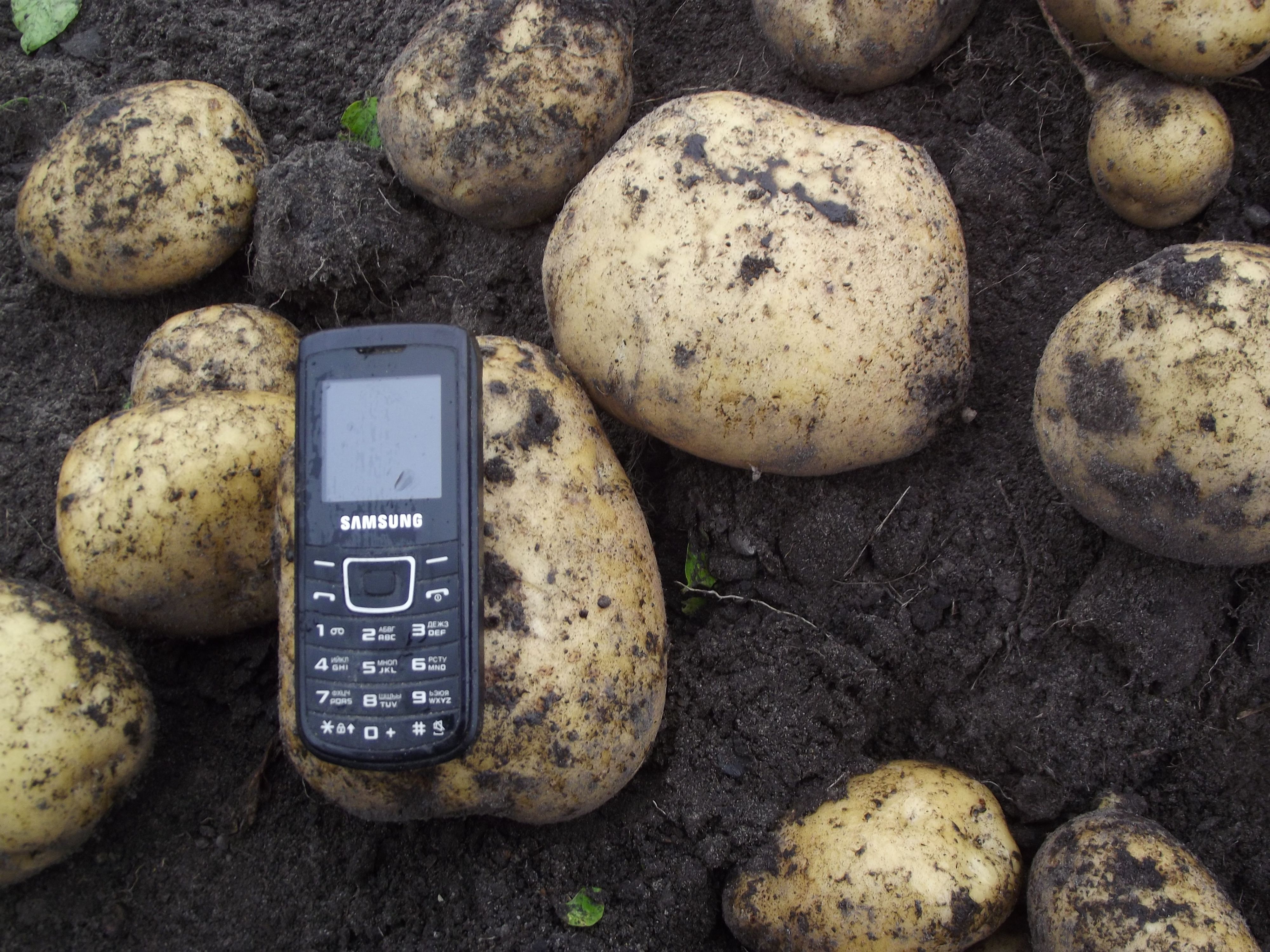 картоха удалась