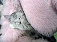 Отдам котенка, 2,5 месяца