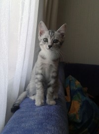 Отдам котенка, 2,5 месяца Отдам котенка, 2,5 месяца