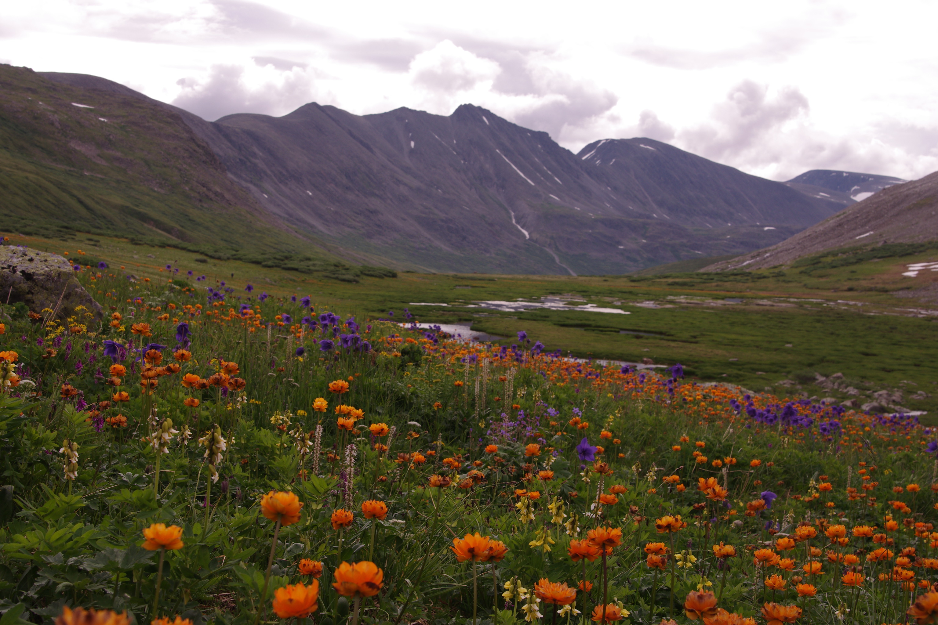 жарковая полянка