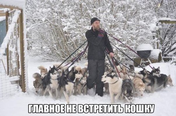 Главное, не встретить кошку