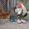 Ничего вы не понимаете в моде,курицы..))