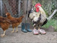 Ничего вы не понимаете в моде,курицы..)) Ничего вы не понимаете в моде,курицы..))