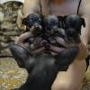 Продам щенков той-терьера.89246220886