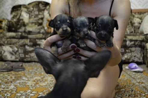 Продам щенков той-терьера.89246220886