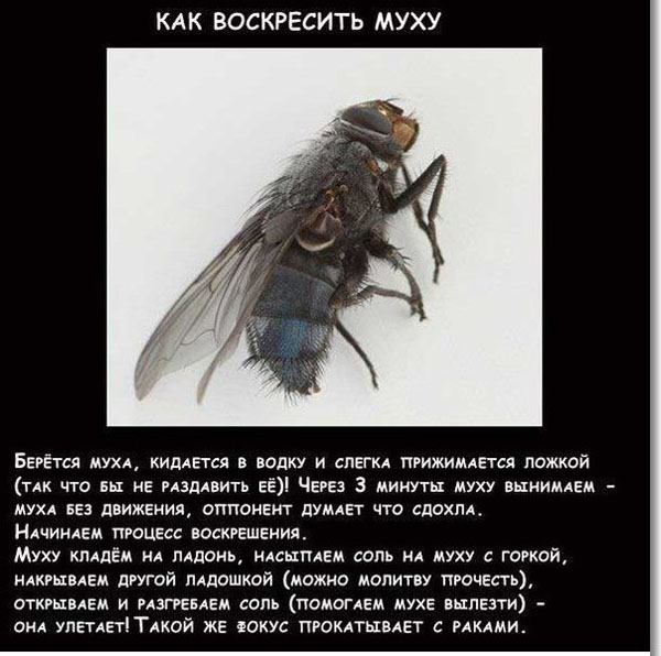 Воскрешение мухи
