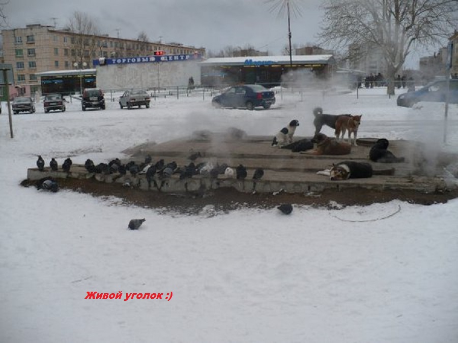 Живой уголок