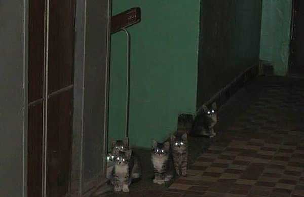 котята