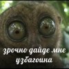 здрочно узбагоина!!!!!