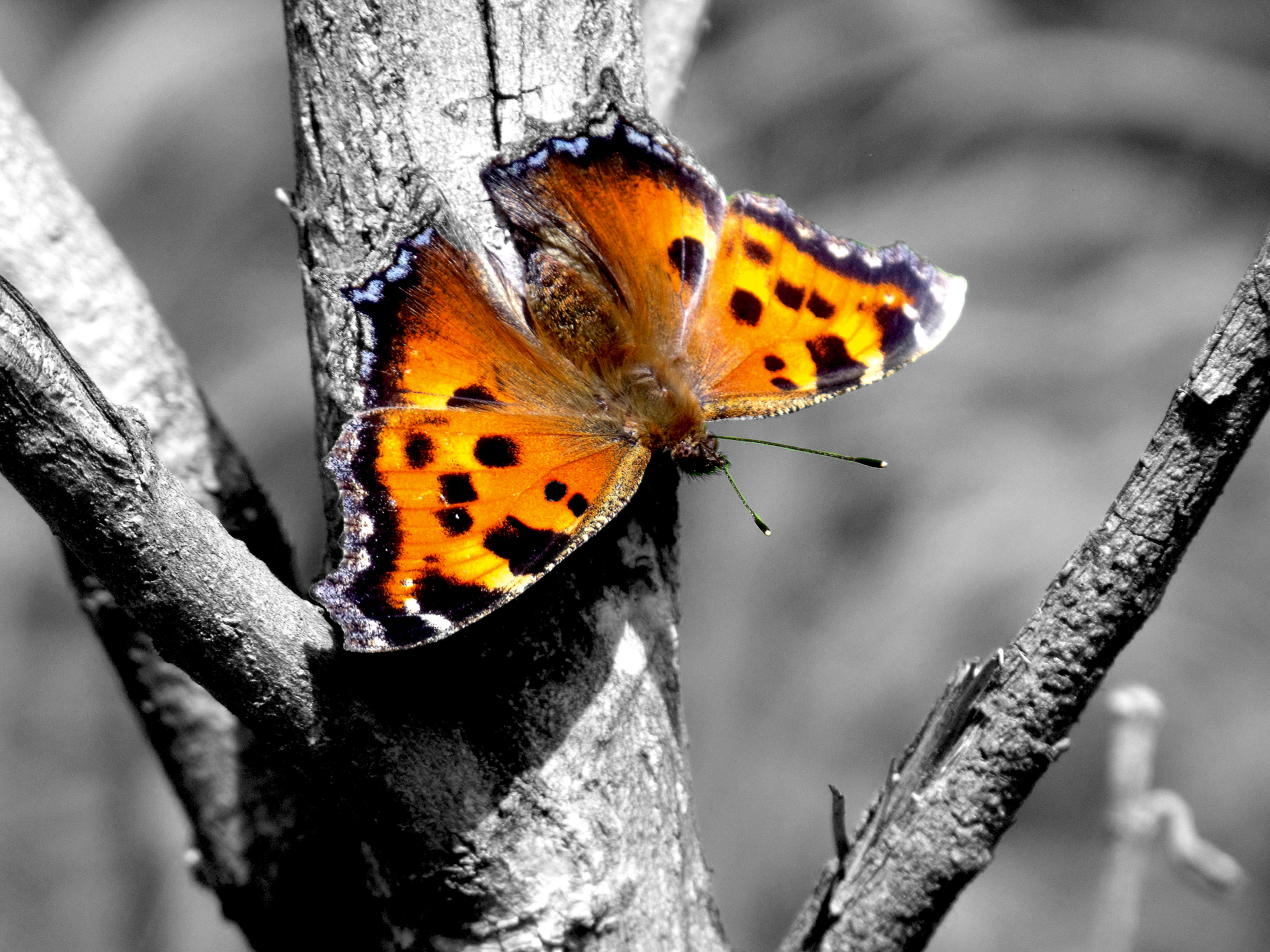 Крапивница