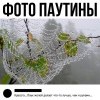Фото паутины Фото паутины