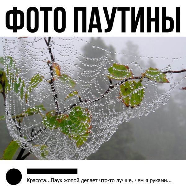 Фото паутины
