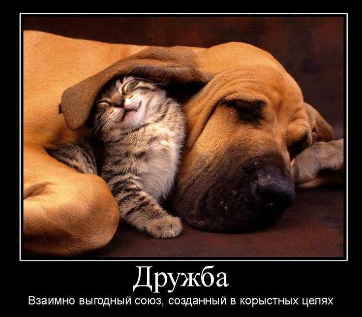 Дружба