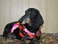 Ищем самый лучший дом для таксы Кисы.