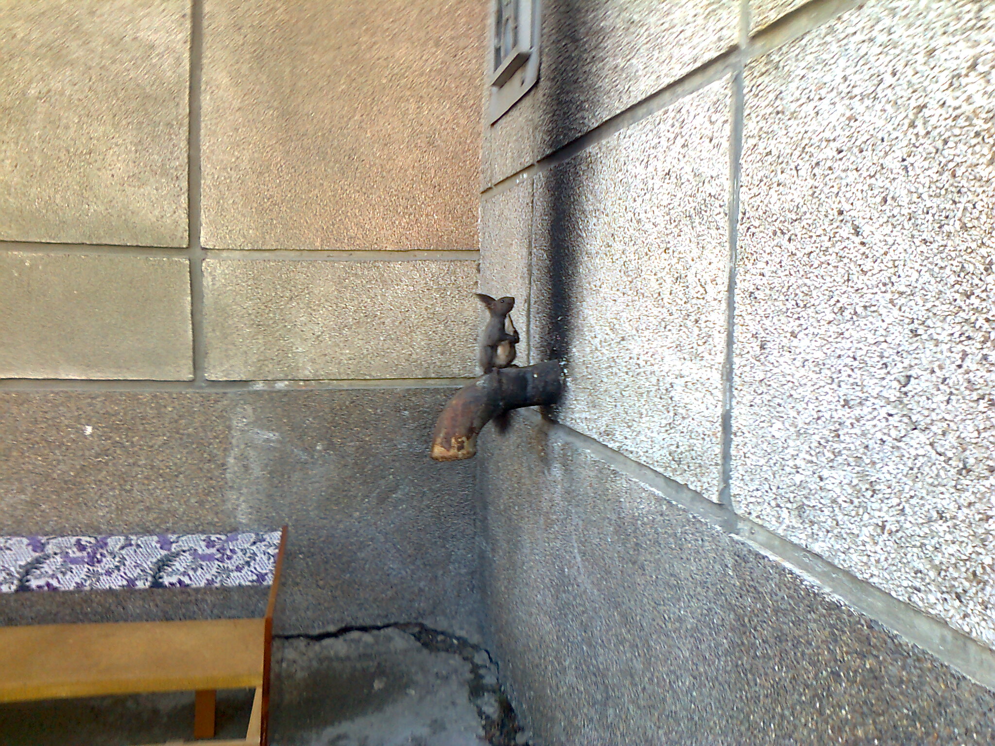 Спустившаяся белка изучает  гарь на стене)))