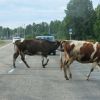 Держитесь от них подальше, телят бывает резко шатает