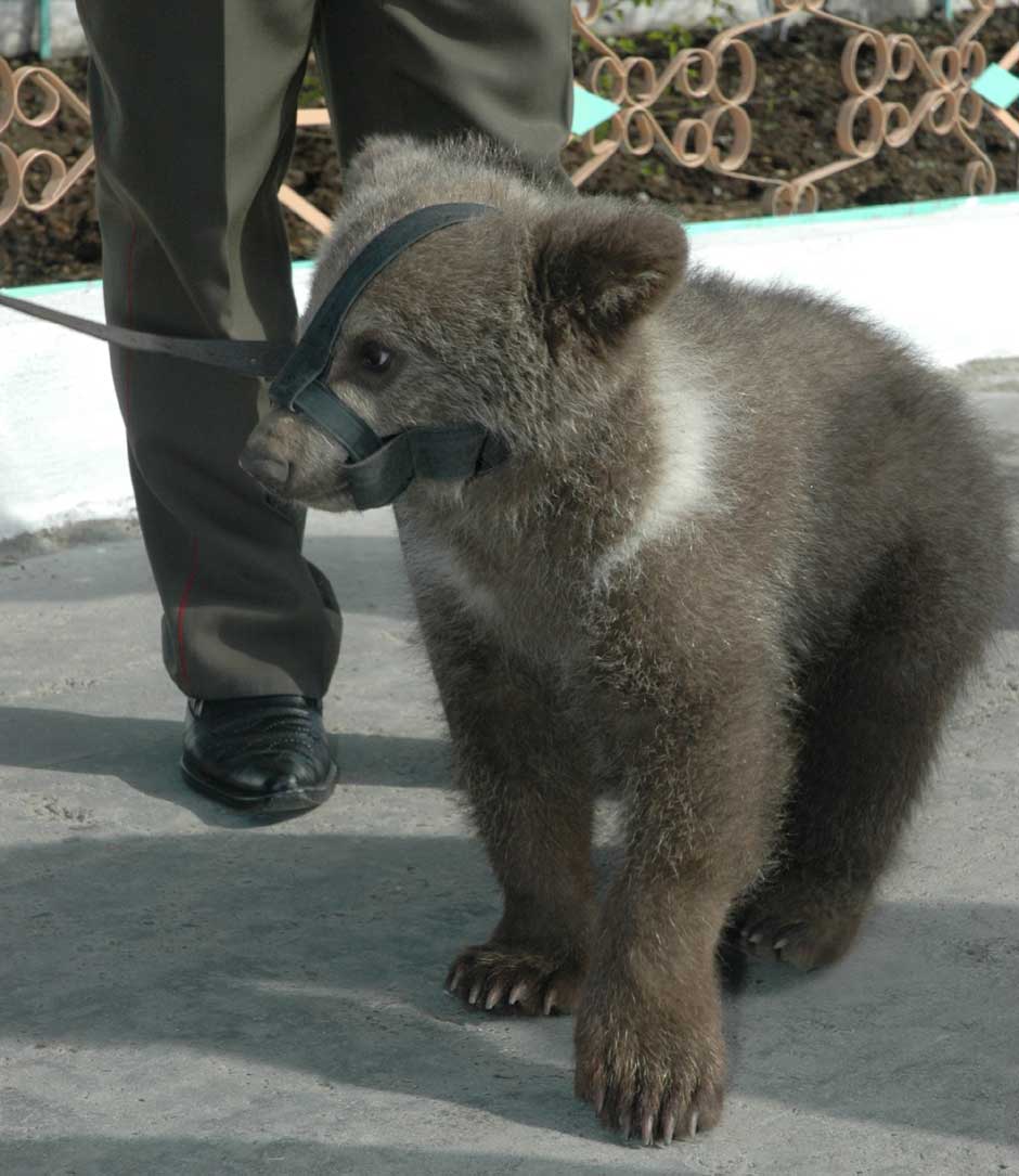 Медвежонок в колонии живёт почти с рождения