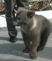 Медвежонок в колонии живёт почти с рождения