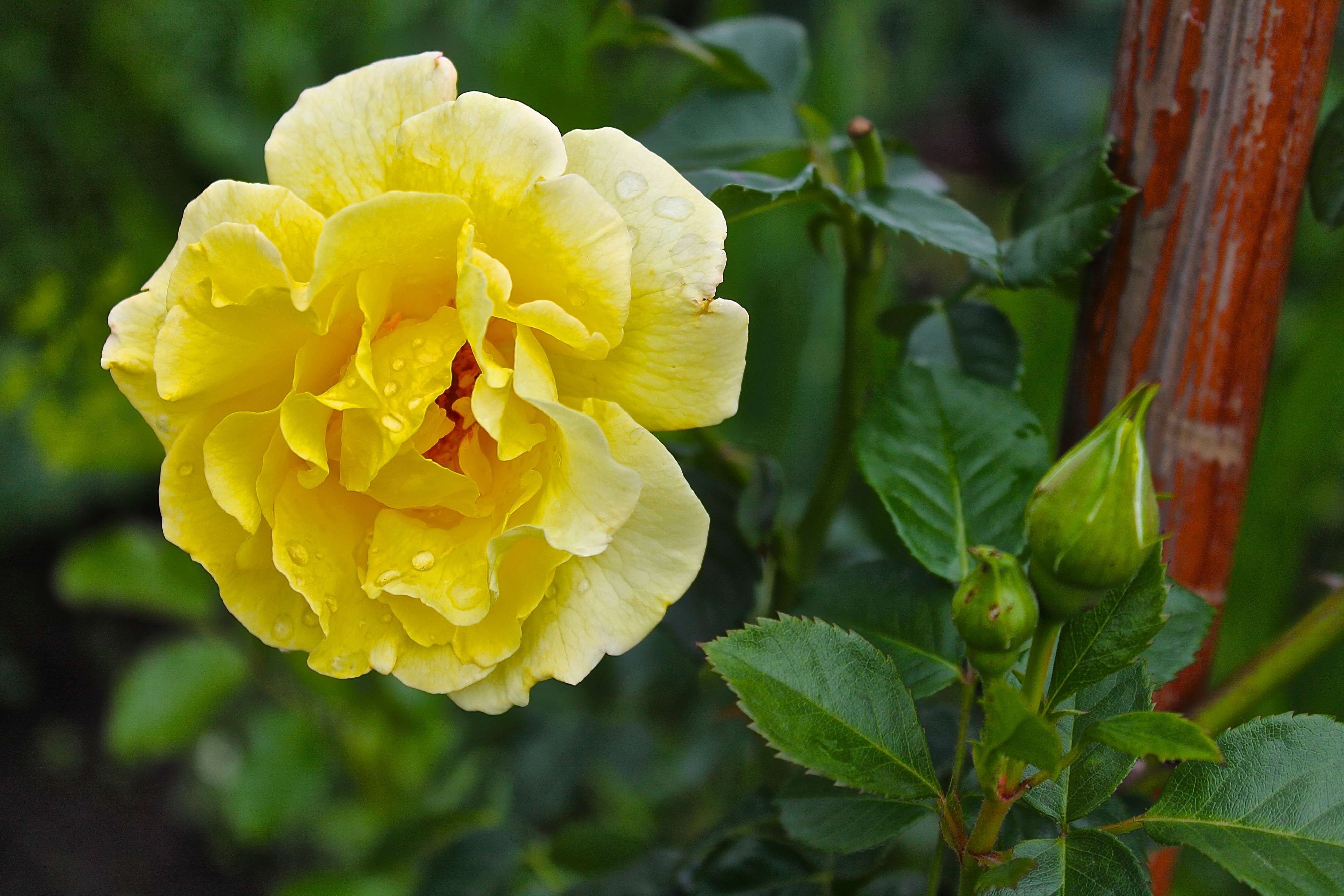 Роза и капельки воды