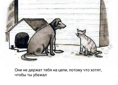 Логика собаки
