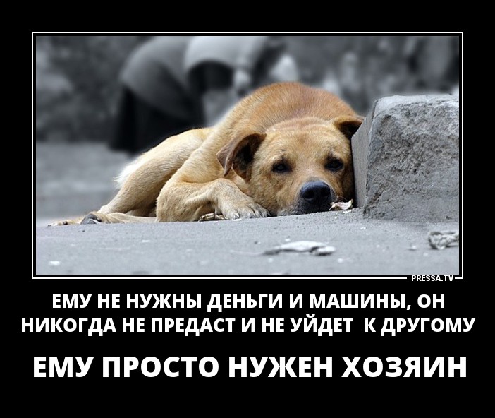 Просто нужен хозяин