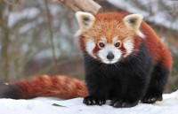 Красная панда Красная панда