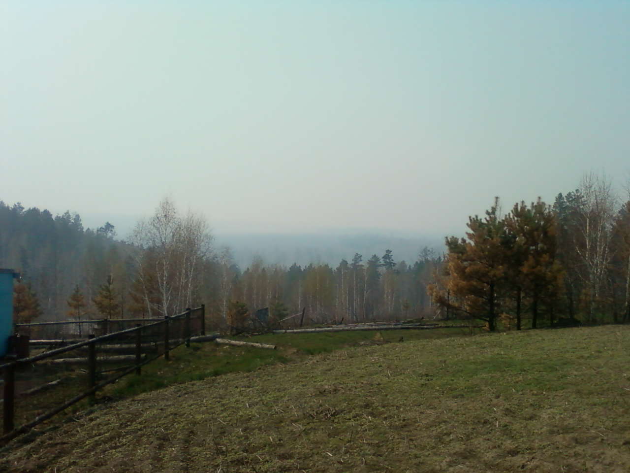 ромашка