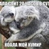 Коала мой кумир Коала мой кумир
