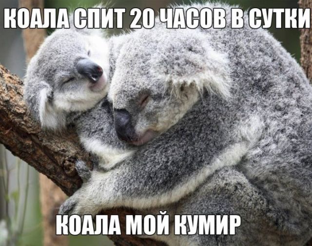 Коала мой кумир