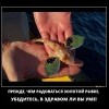 Золотая рыбка Золотая рыбка