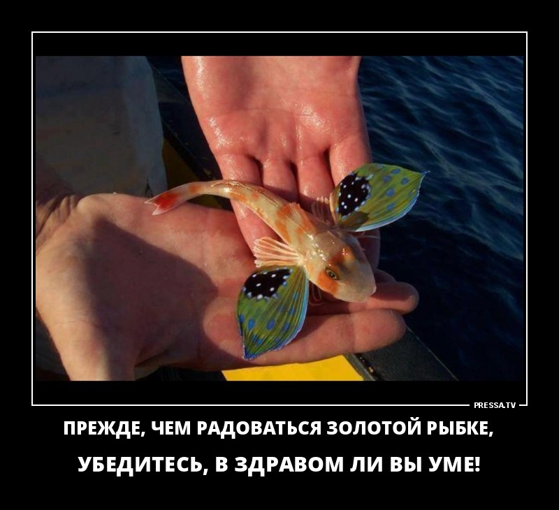 Золотая рыбка