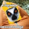 збагойная гавгазская бленица)))))) збагойная гавгазская бленица))))))